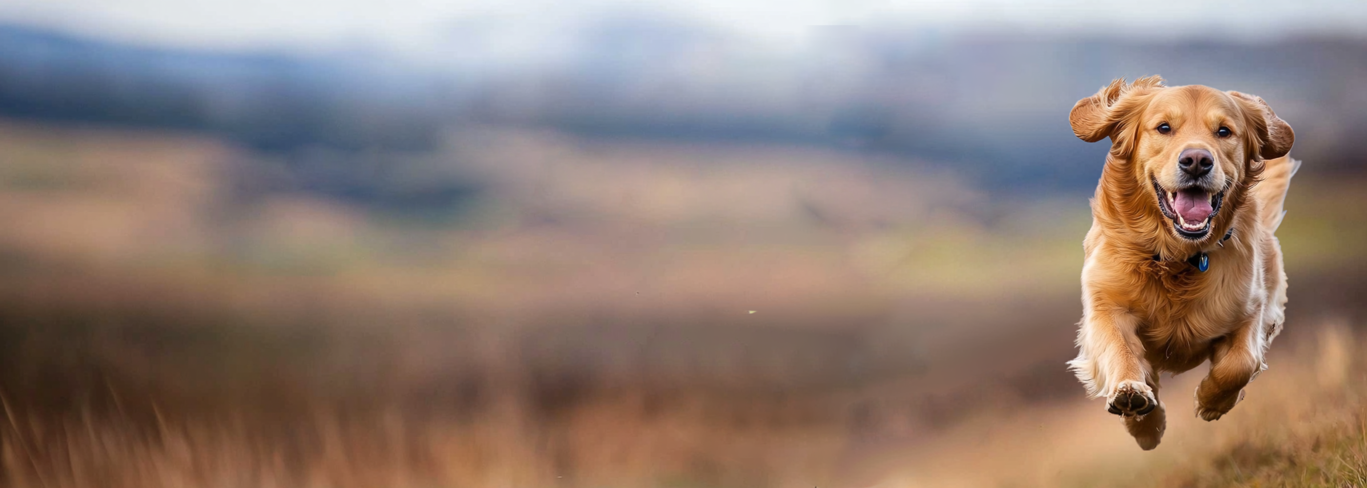 DoggyBearz Mobility: Bewegung und Gelenke