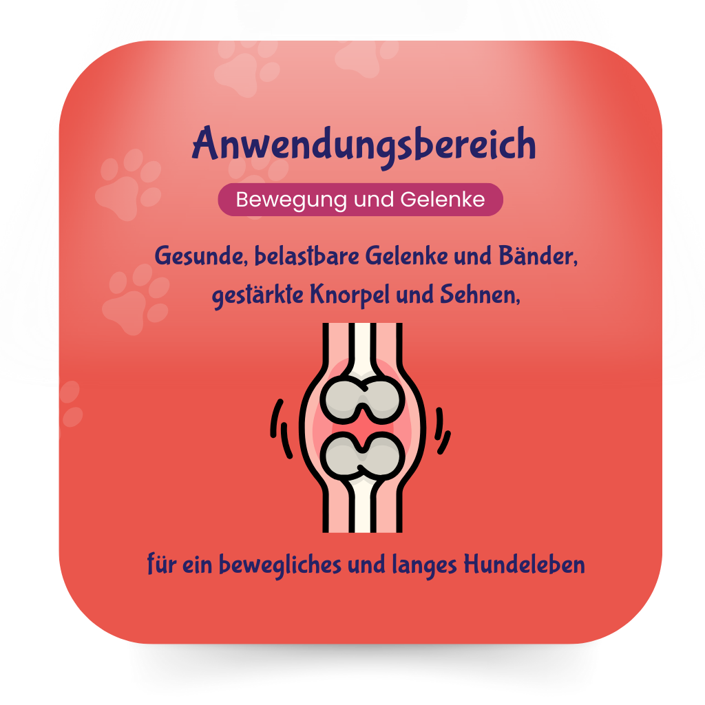 Gelenk & Entzündungen - Mobility Bearz für Hunde mit Teufelskralle und Grünlippenmuschel von DoggyBearz