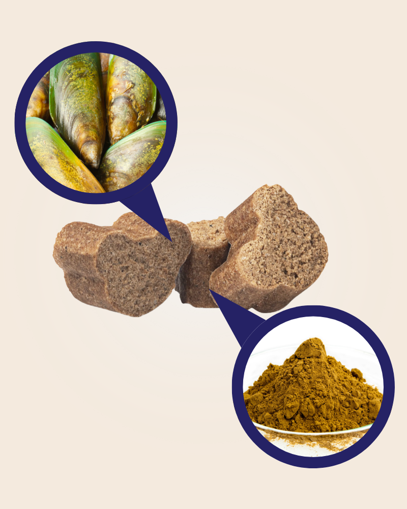 Grünlippmuschel und Teufelskralle