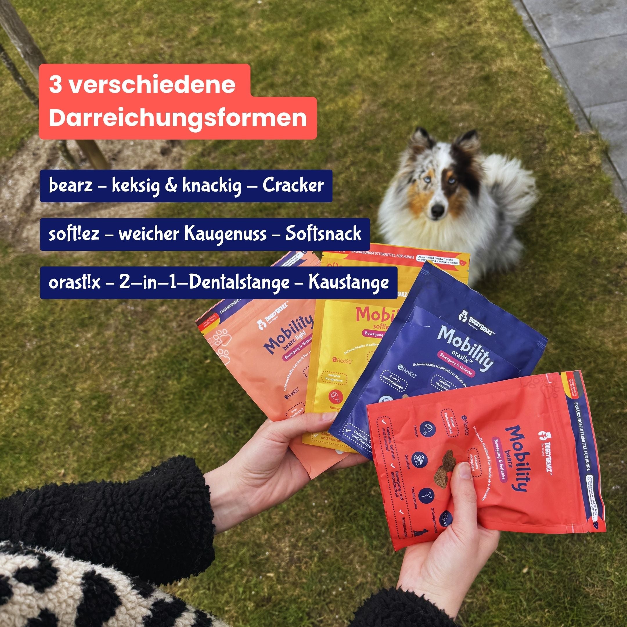 Mobility bearz light Trainingssnack für Hunde, mit Teufelskralle und Grünlippenmuschel, von DoggyBearz