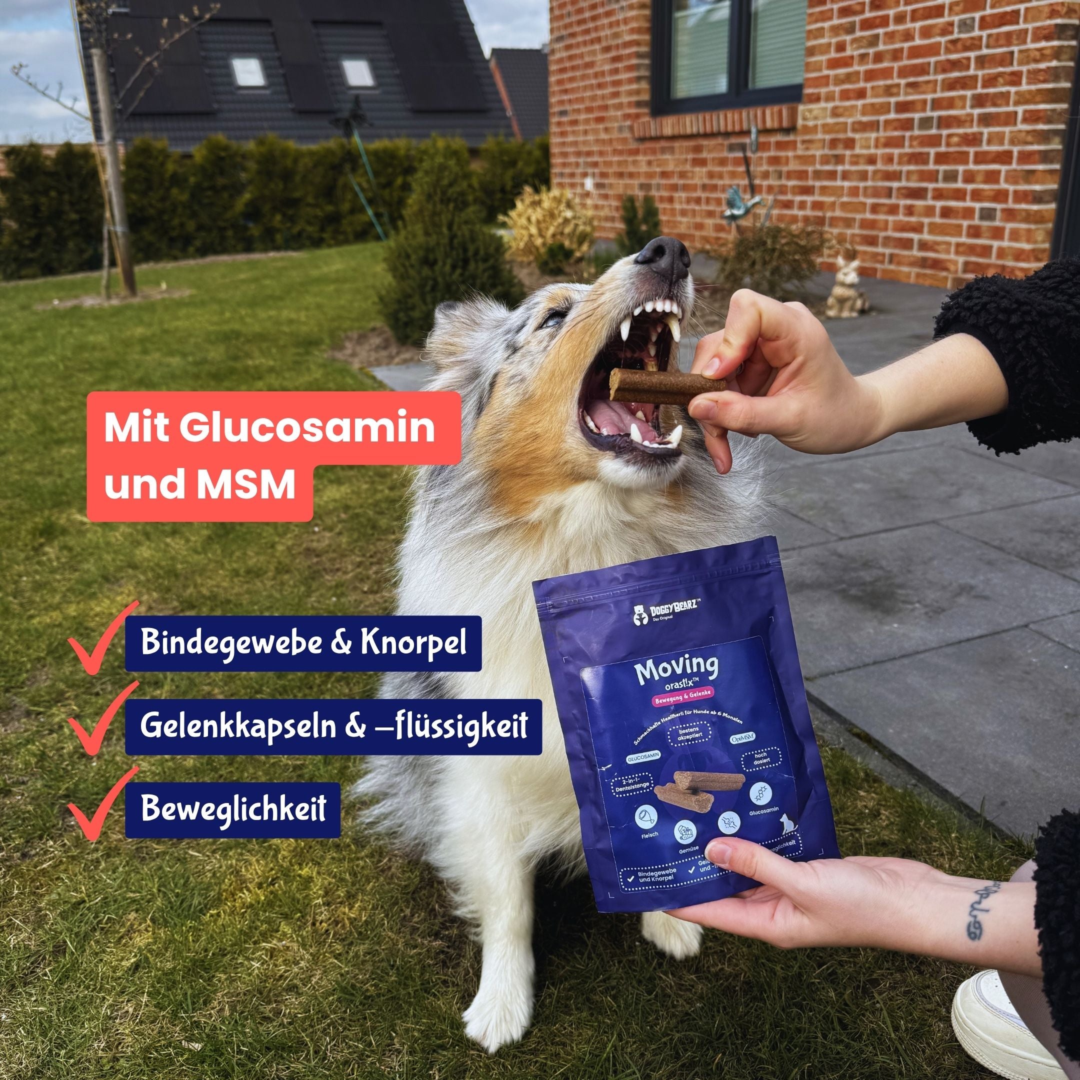 Moving bearz für Hunde, mit Glucosamin und MSM, von DoggyBearz