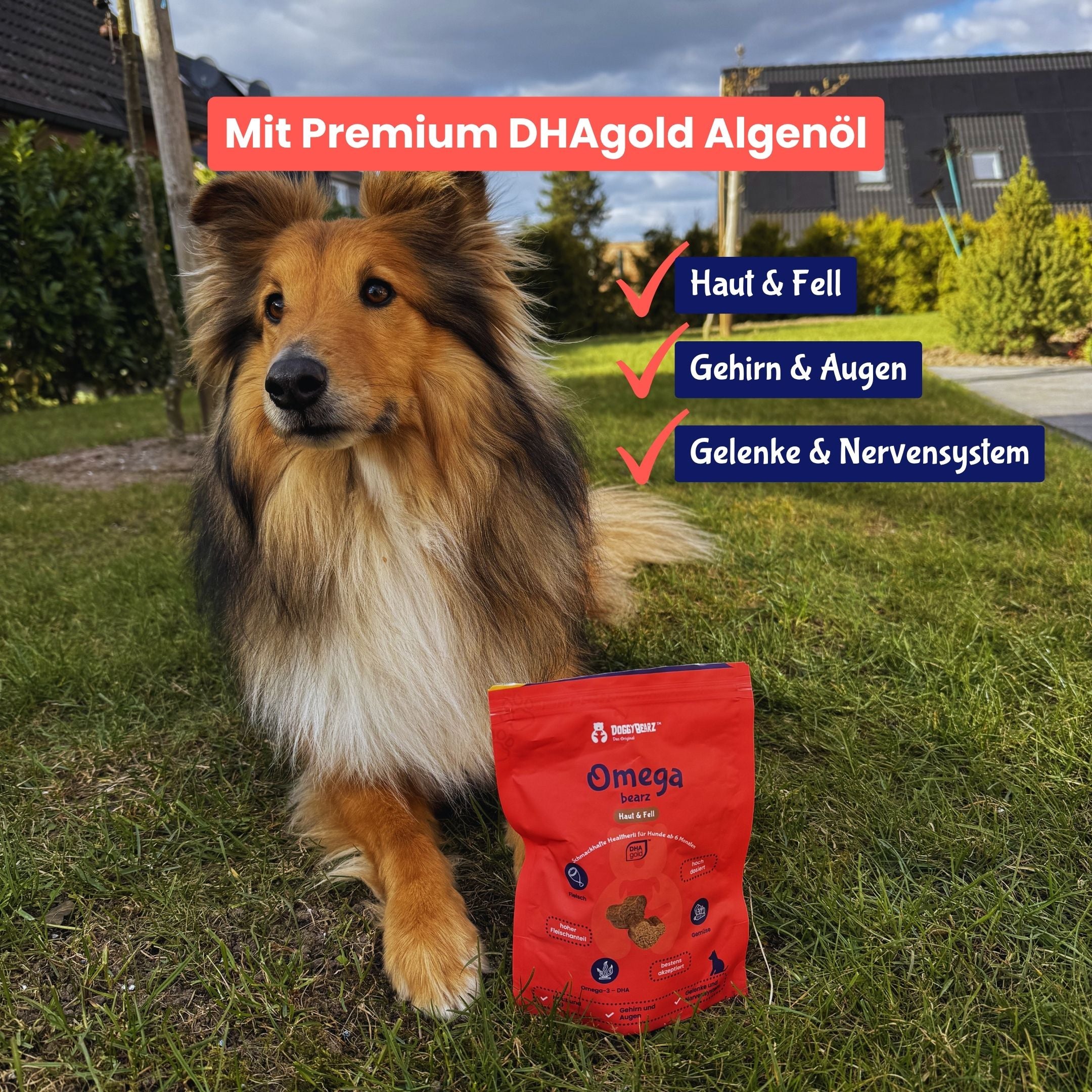 Omega bearz für Hunde, mit DHAgold Algenöl, von DoggyBearz