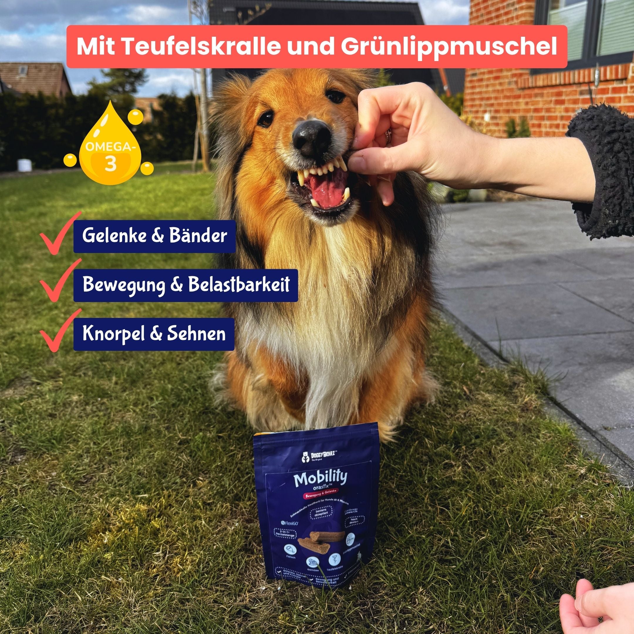 Mobility Bearz, Soft!ez & Orast!x für Hunde mit Teufelskralle und Grünlippenmuschel von DoggyBearz